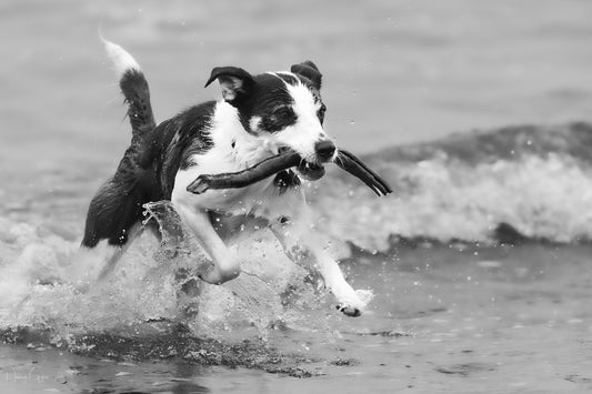 Photo Credit: Nancy Gyes