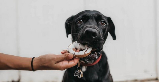 How to tell if you have an overweight dog and what to do about it