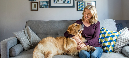Spotting the signs of painful joint conditions in dogs