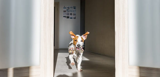 How to keep Fido fit and exercising indoors