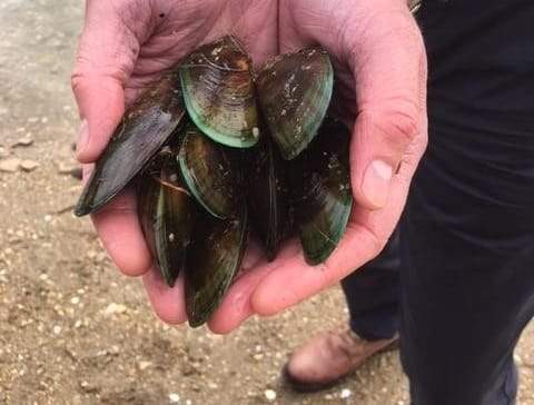 Stiff doggy joints? Discover the magic of the mussel