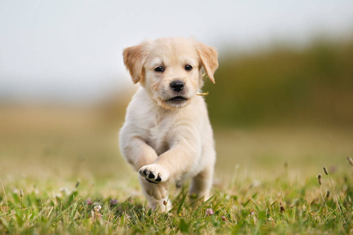 Preparing your home for an adopted pet
