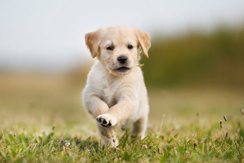 Preparing your home for an adopted pet