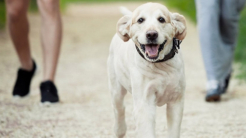 Top puppy walking tips