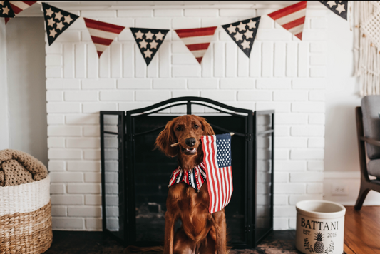 Dog indoors on 4th July