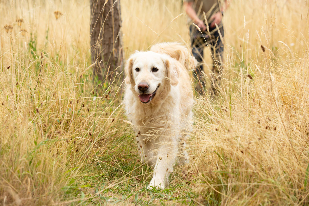 Senior Golden Retriever walking through grass