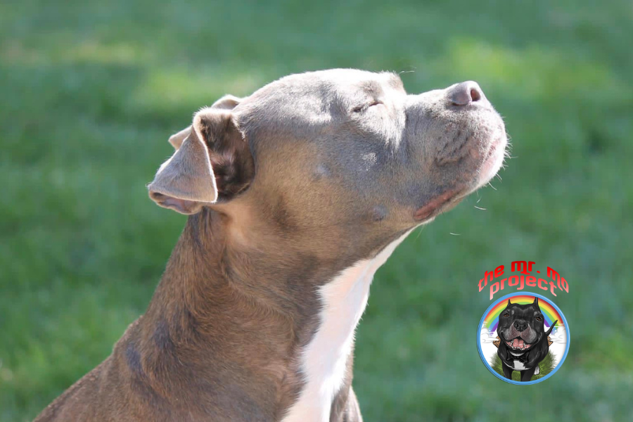 Small senior Chihuahua high-fiving a human