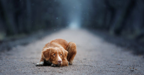 Helping make Blue Monday brighter while staying active with your dog.