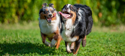 The YuMOVE Difference