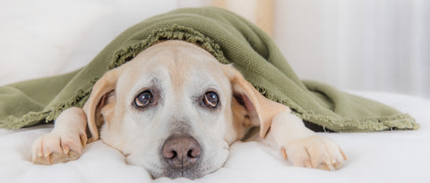How YuCALM Can Help Support Calm Behavior