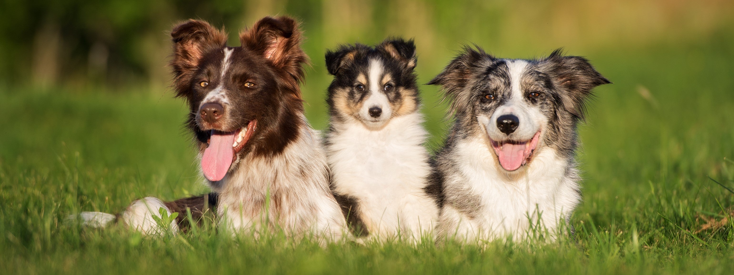 Which YuMOVE Joint Care Is Right For Your Dog?