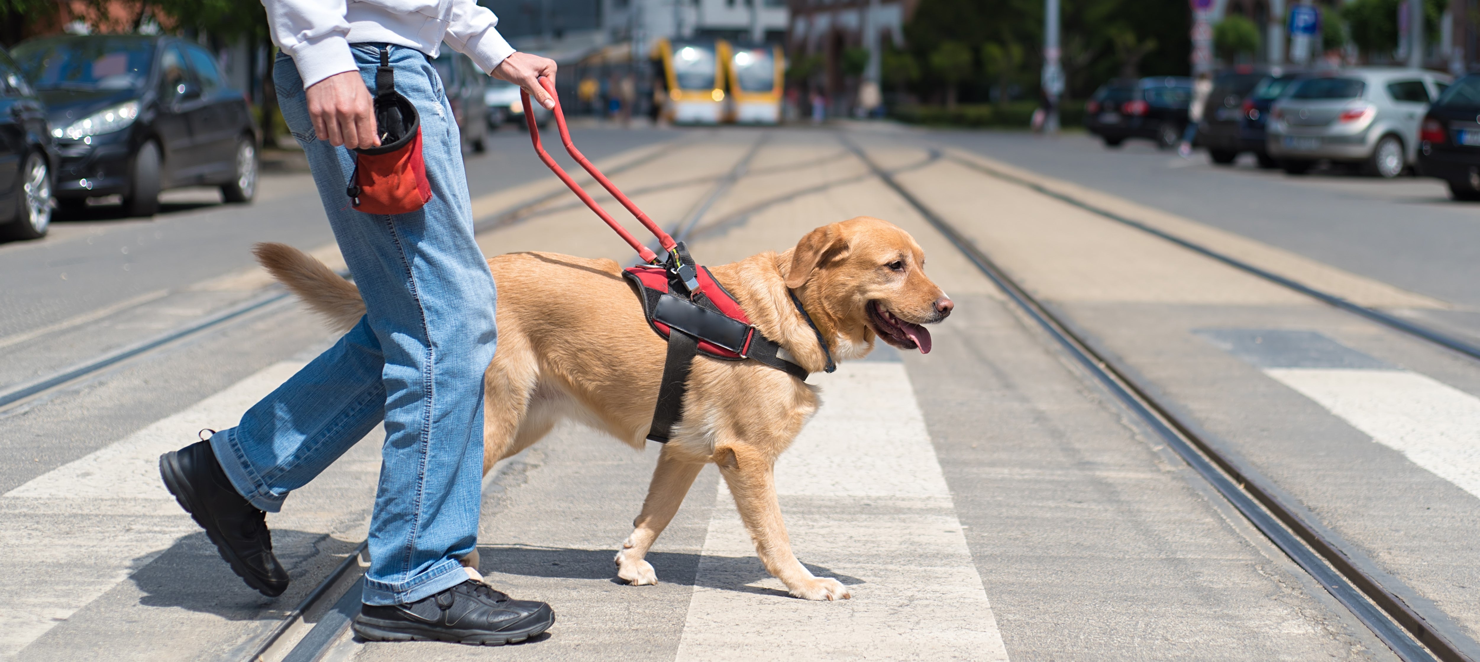 Blind sales dog support