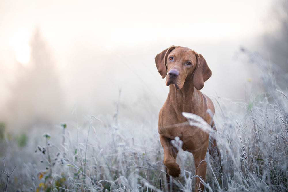 Dog outside on a frosty morning
