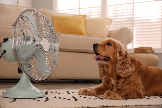 Dog laying down in front of a fan