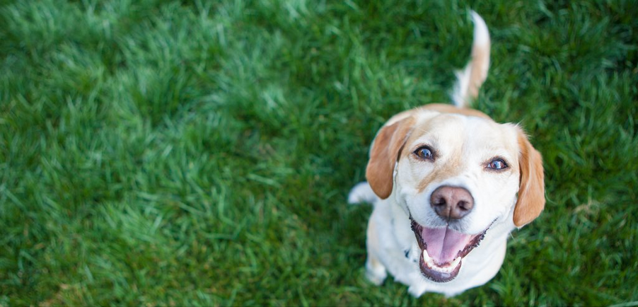 8 top tips for new dog owners