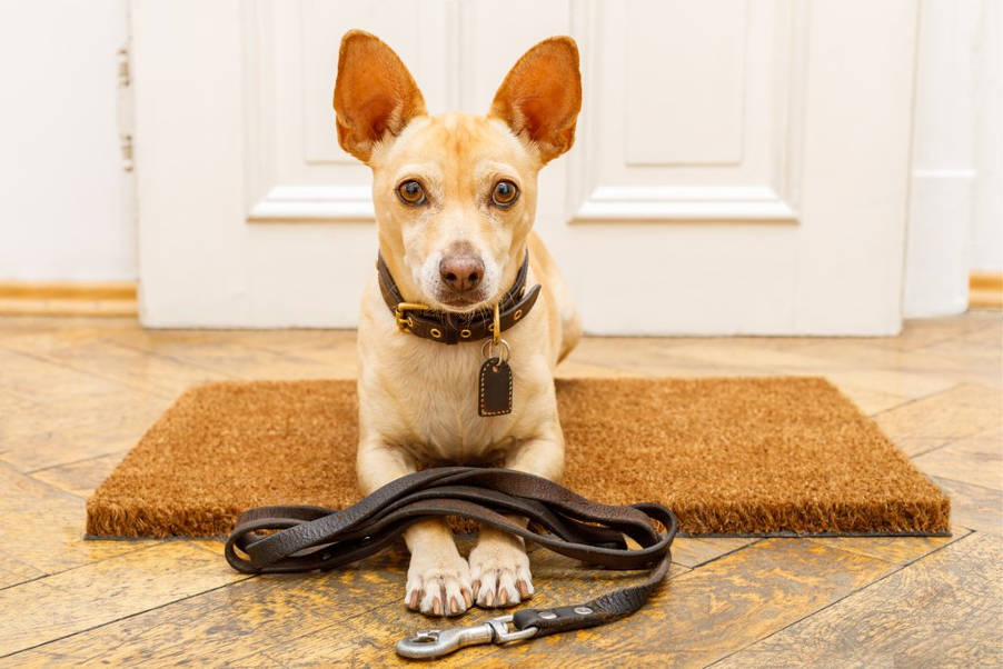 5 reasons your dog refuses to go for a walk