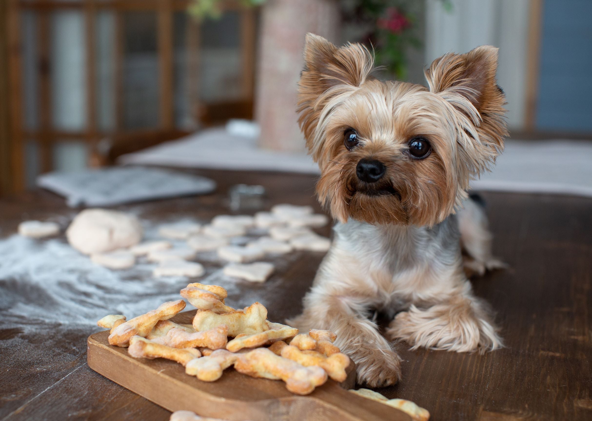 Yorkshire Terrier sat with homemade dog biscuits