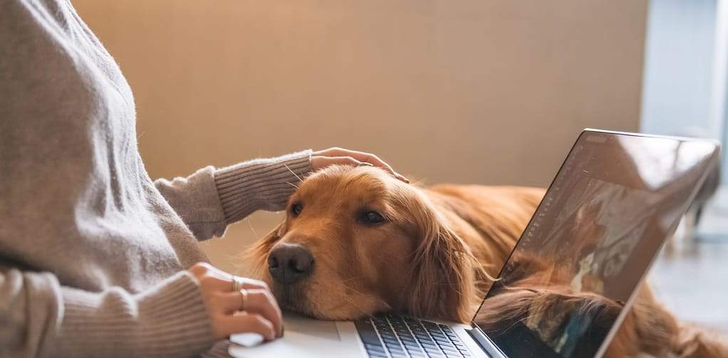 5 ways your dog helps you when working from home