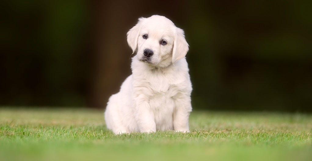 Dogs Are A Lot Older Than You think - The Seven Year Rule Is A Myth!