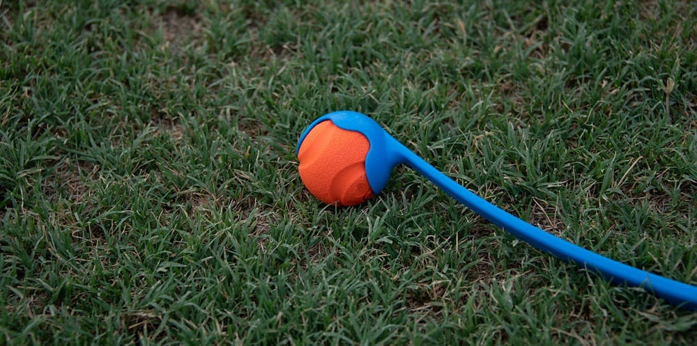 Dog ball thrower on grass