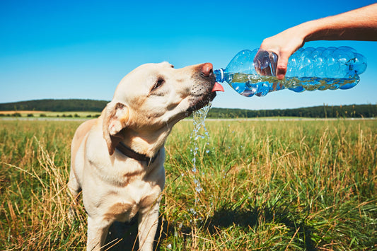 Pet First Aid: Heat Stroke In Dogs