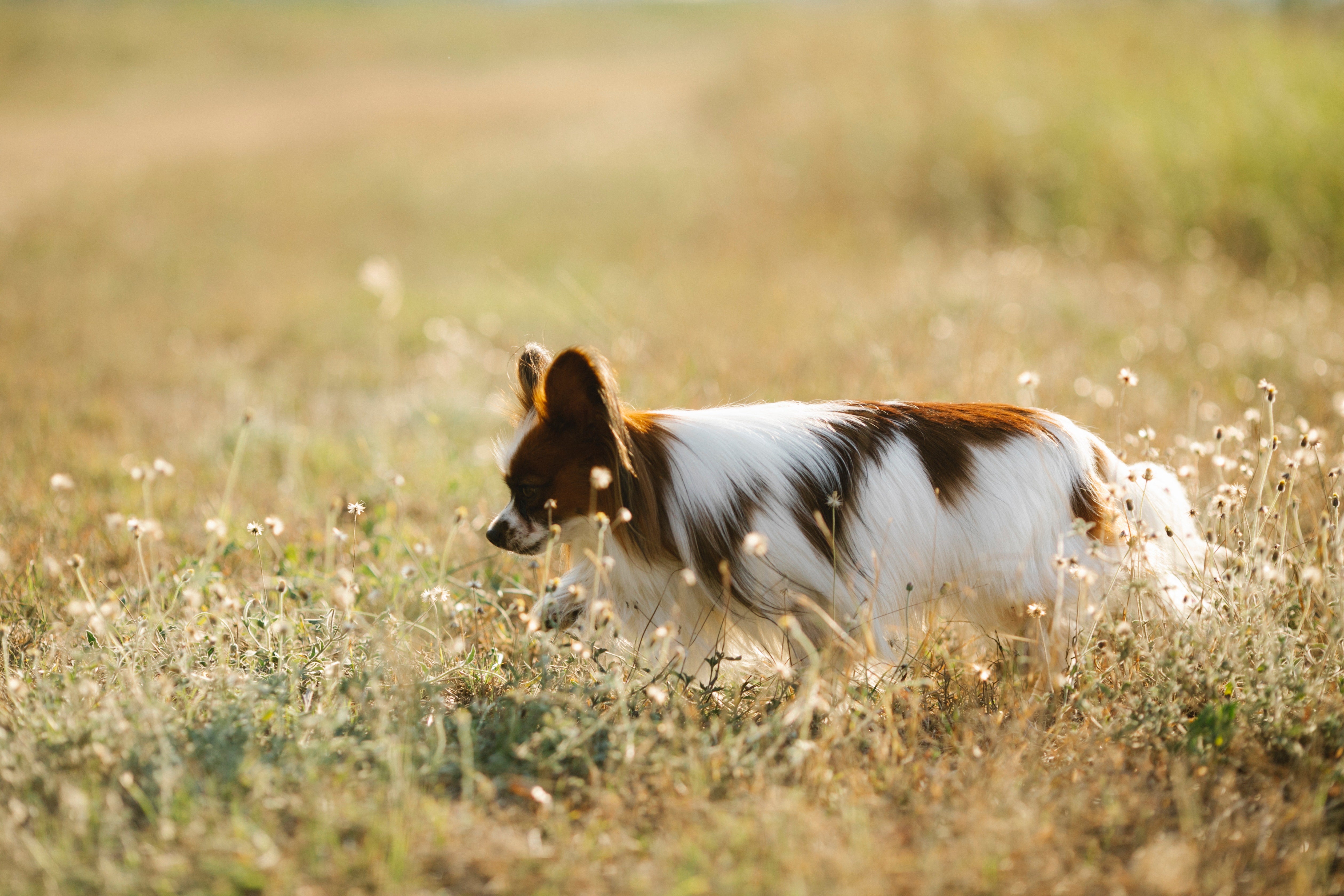 Small brown and white dog in a field