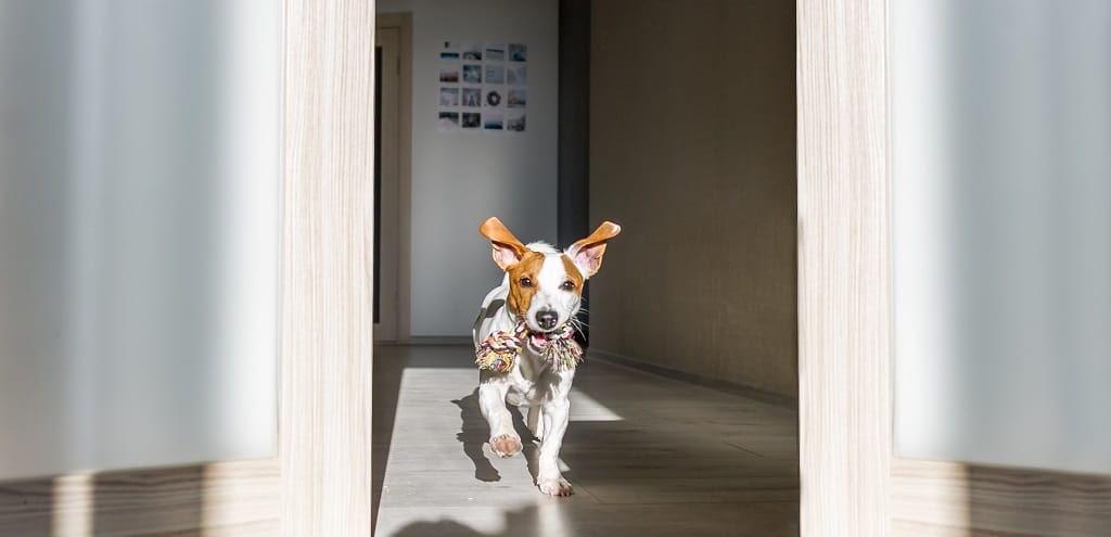 How to keep Fido fit and exercising indoors