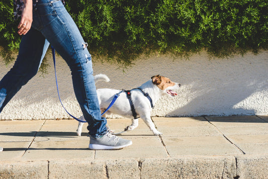 Dog walking with their pet parent