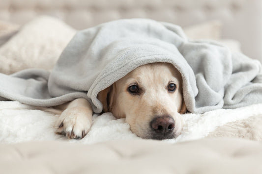 Sad dog under a blanket on a bed