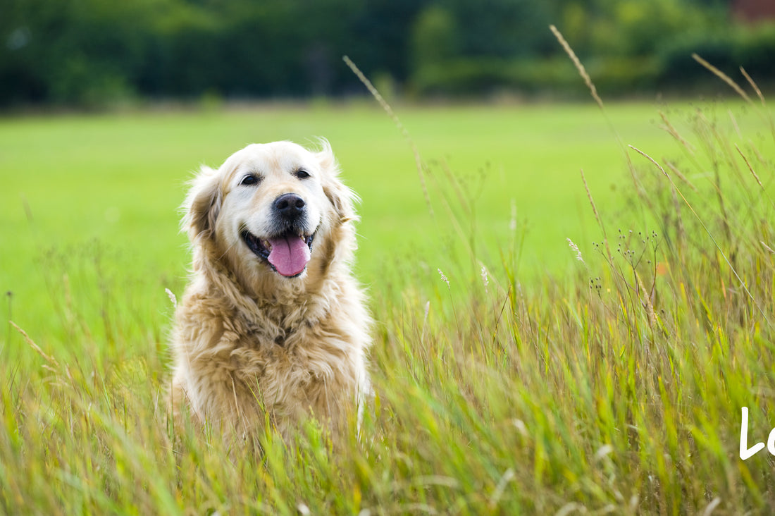 Happy looking dog in field