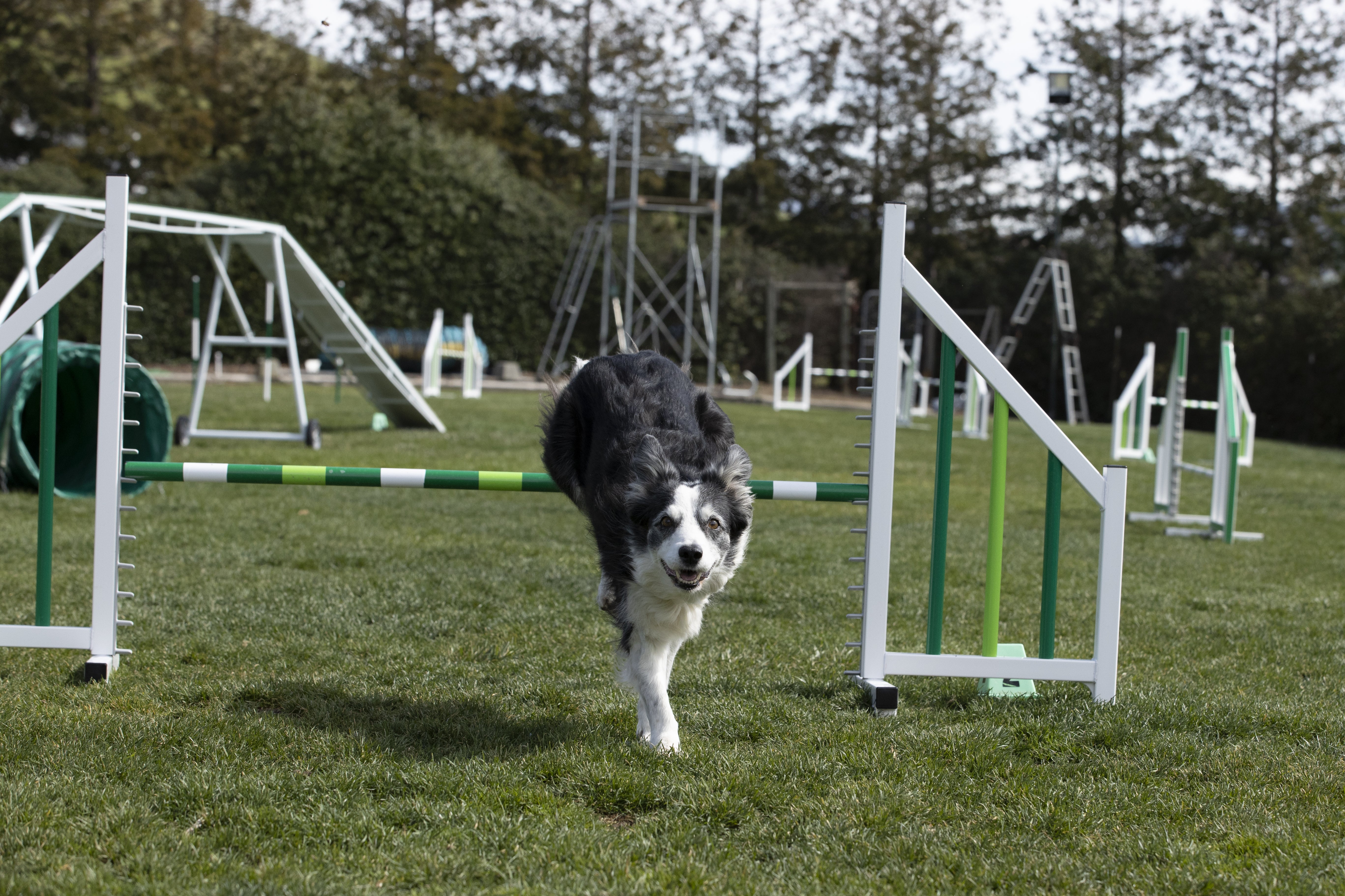 NextMOVE by Nancy Gyes: Everything you need to know about canine agility