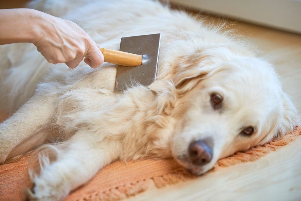 Adult Labrador dog being brushed