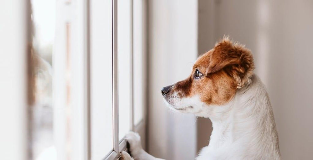 Supporting Your Dog After Lockdown: Separation Anxiety