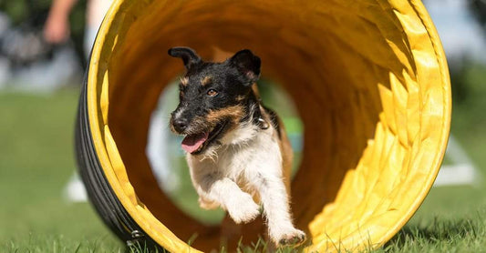 Jack Russell dog running through an agility tunnel.