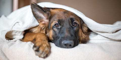 German Shephard dog in bed covers for YuMOVE US.