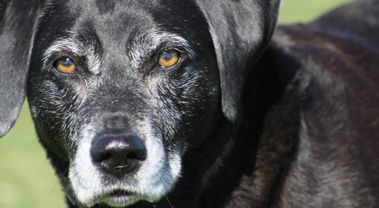 How to adapt your home for your senior dog