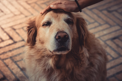 Old dog being pet on the head