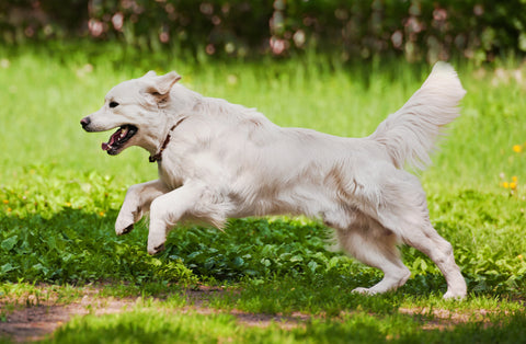 Glucosamine for dogs