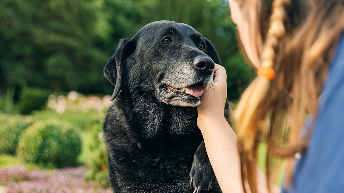 Woman holding senior Labrador face outside