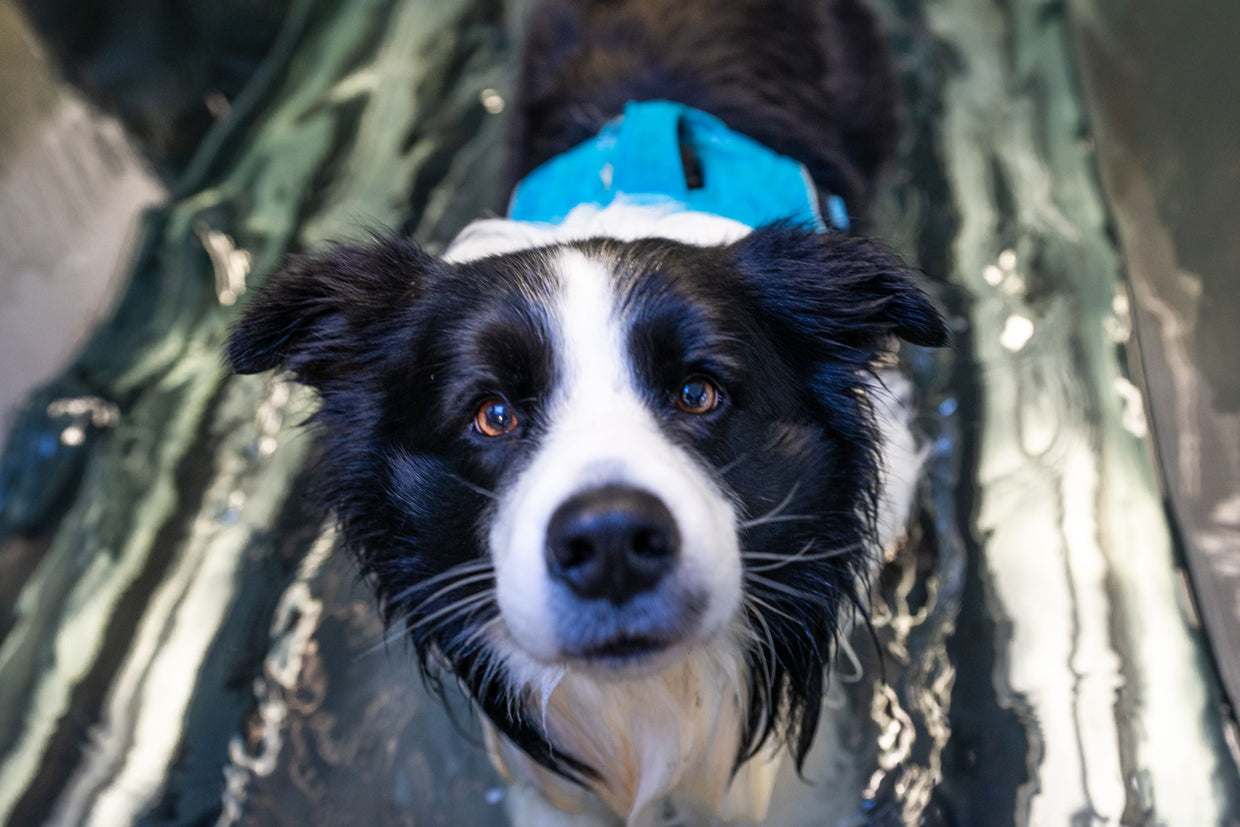 Black and white Border Collie getting hydrotherapy