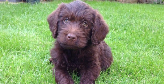 Small brown Cockapoo puppy laying down in a field for YuMOVE US.