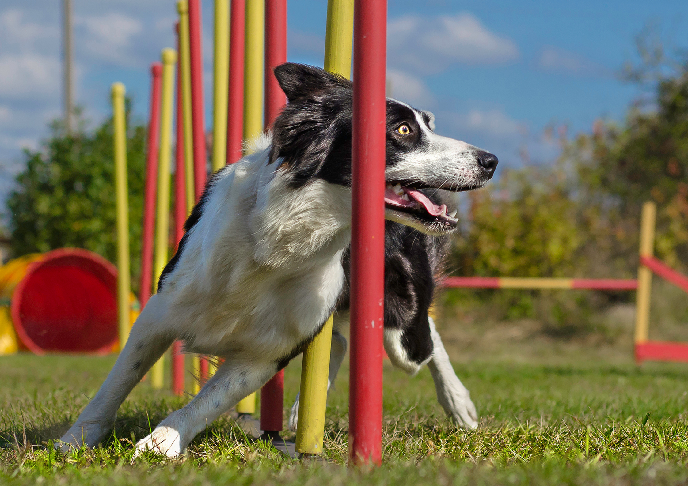 Injury prevention for agility dogs