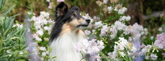 5 Springtime Tips to Get Dogs Out and Moving