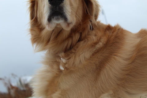 Golden Retriever dog laying down for YuMOVE US