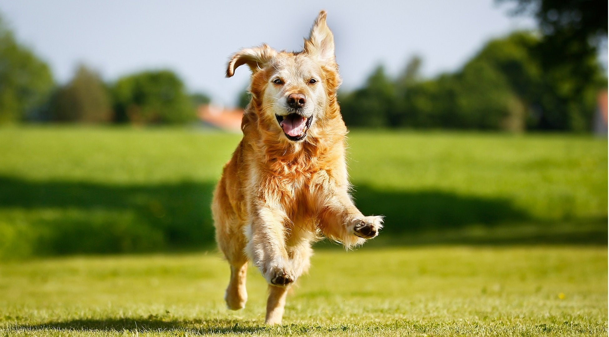 Golden Retriever senior dog running happily in a park for YuMOVE US.