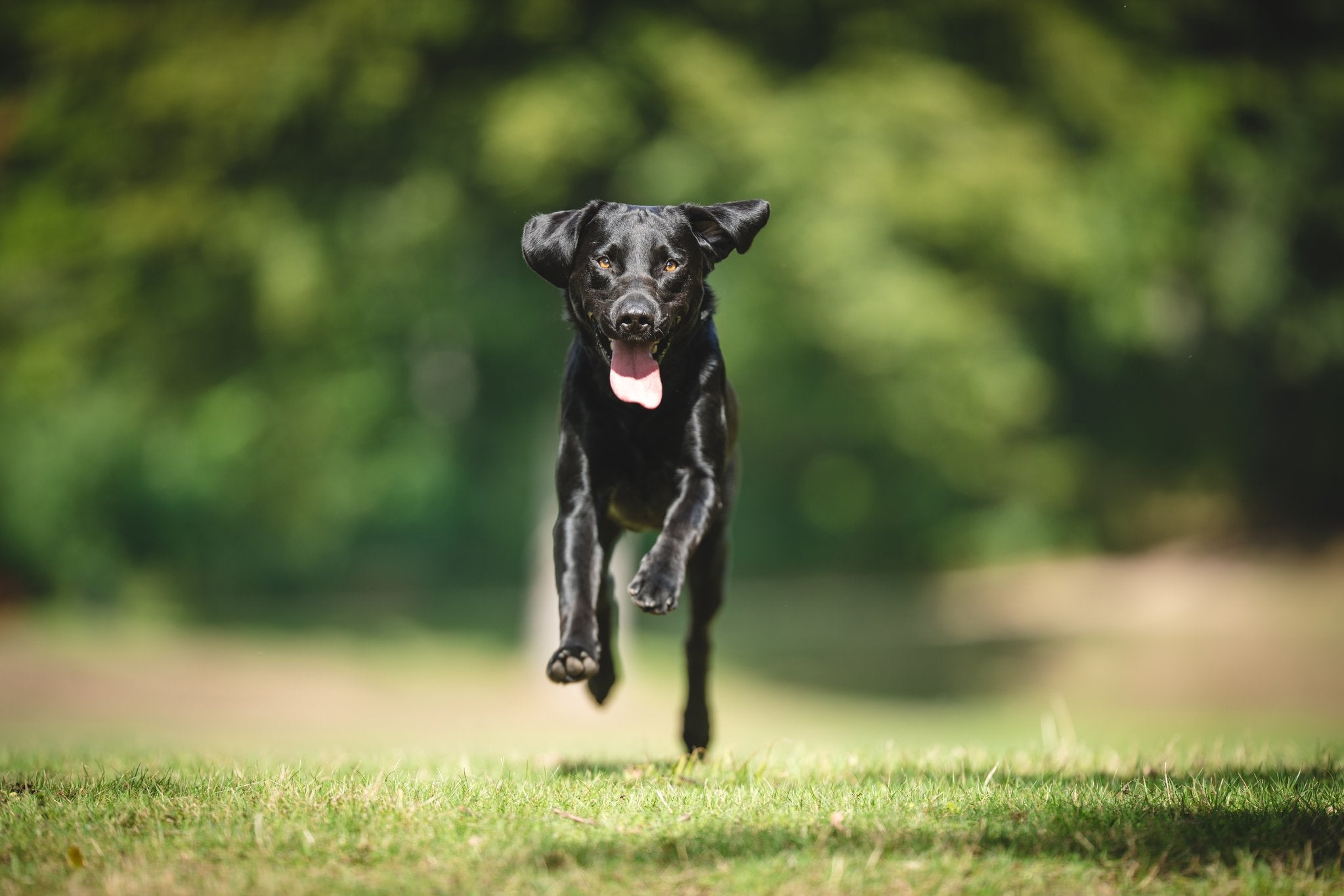 What are the benefits of YuMOVE for your dog?