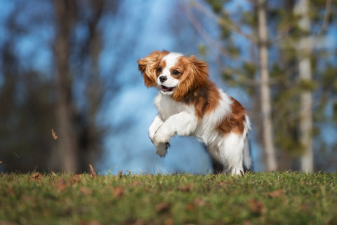 Jumping, lifting, and dog joints – how to support your dog