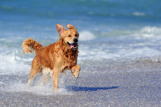 10 Top Tips for keeping your dog cool