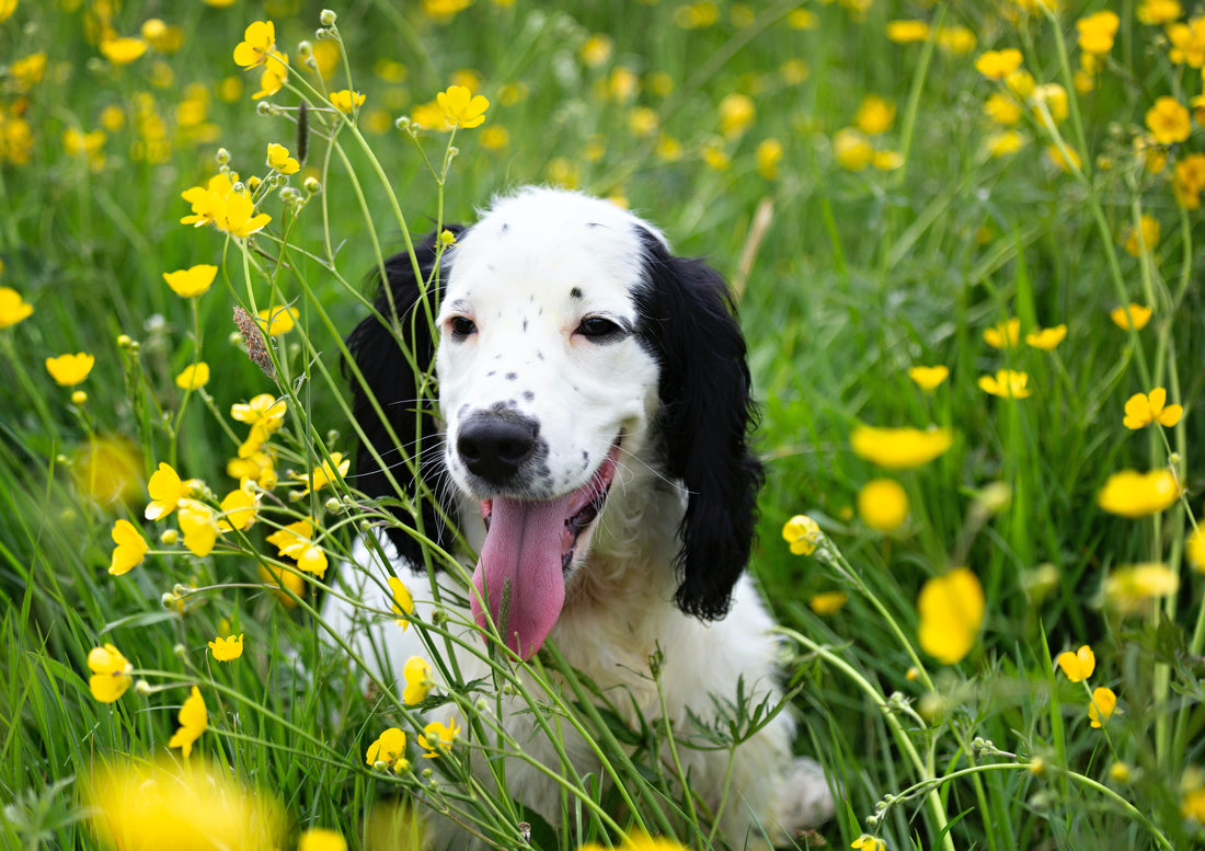 Spring into Spring – Diet tips, Dog Supplements, Exercise Ideas and More!