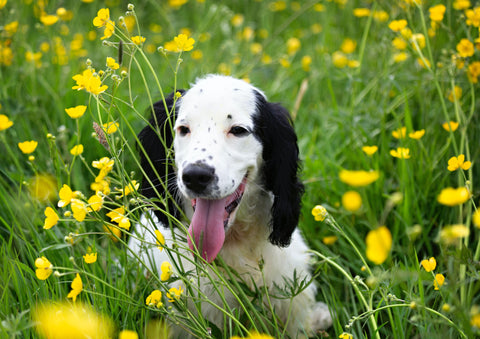Spring into Spring – Diet tips, Dog Supplements, Exercise Ideas and More!